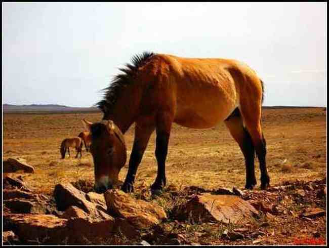 在戈壁滩与野马相遇拍野驴,图三