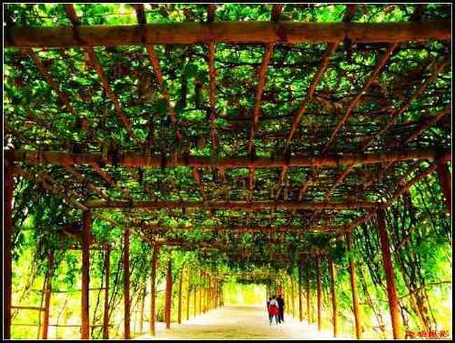 吐鲁番最甜最贵之地葡萄沟,图五