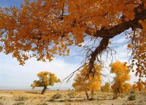 穿越塔克拉玛干