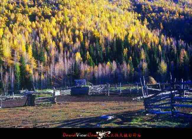 进入新疆喀纳斯,图二