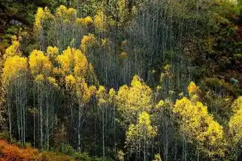 带你进入多彩的喀纳斯,图十六