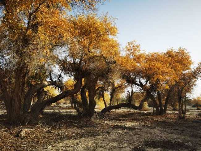 南疆大环游 阿拉尔到库尔勒