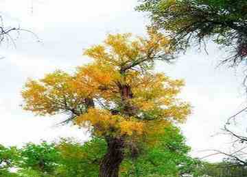 穿越塔克拉玛干 “死亡之海”中感受生命,图八