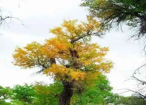 穿越塔克拉玛干 “死亡之海”中感受生命