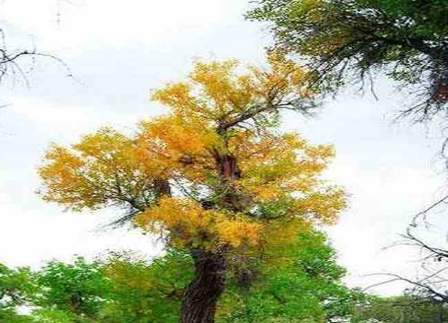 穿越塔克拉玛干 “死亡之海”中感受生命,图八