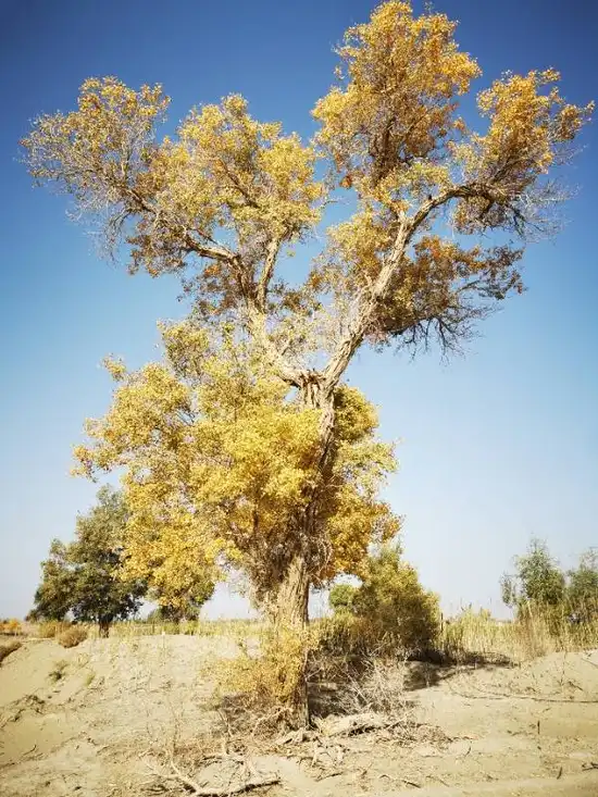 南疆大环游 库尔勒到乌鲁木齐