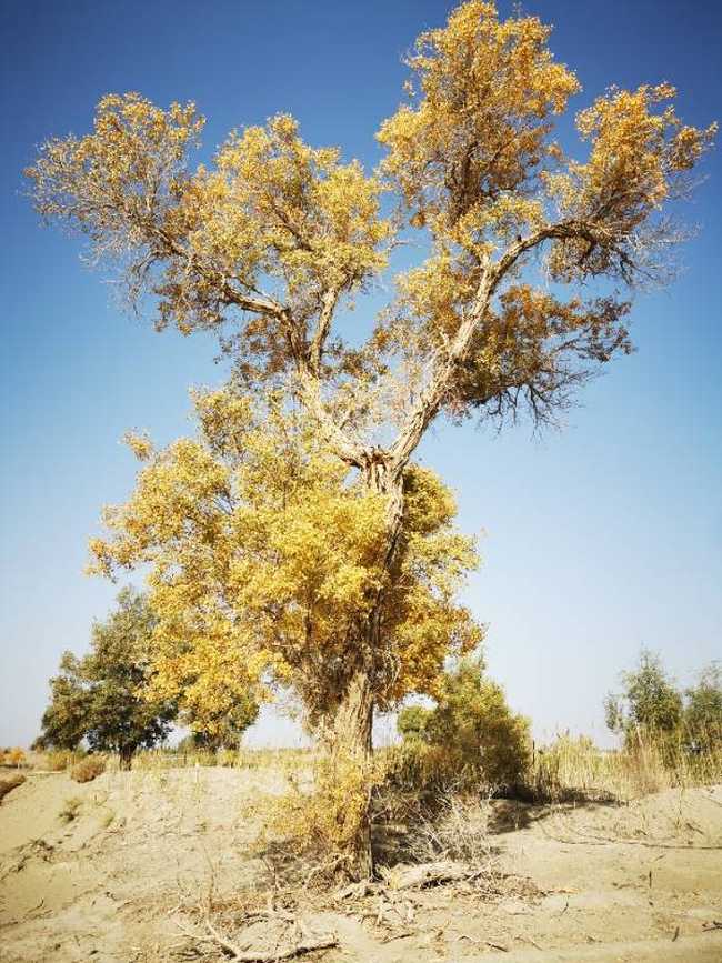 南疆大环游 库尔勒到乌鲁木齐