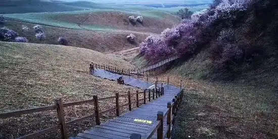 北疆伊犁吐尔根野杏花游