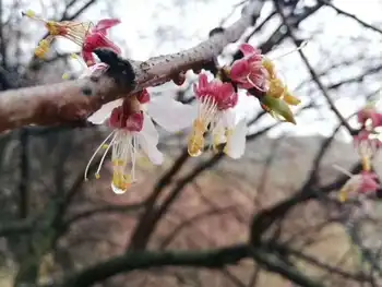 游吐尔根观杏花