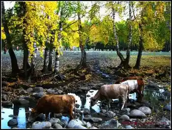 图瓦族人居住地像啥——禾木村（上）,图八