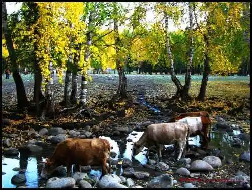 图瓦族人居住地像啥——禾木村（上）