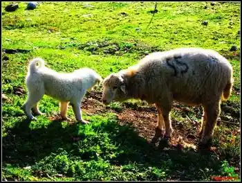 广袤辽阔富饶的新疆——新疆印象,图四