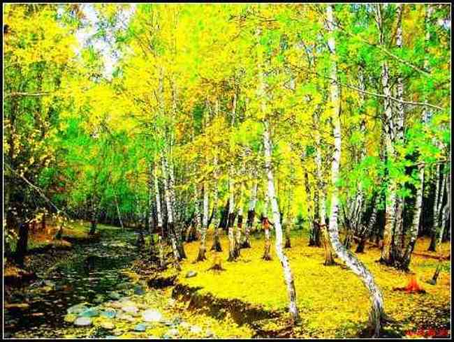 色彩斑斓的白桦之林,图五