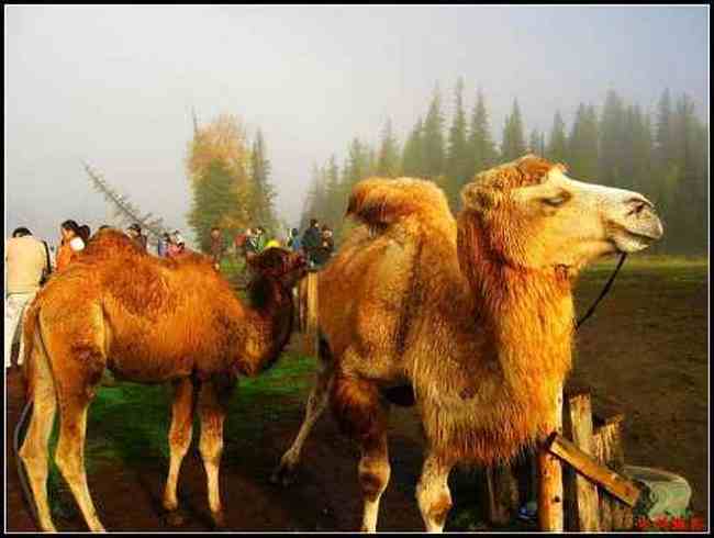 广袤辽阔富饶的新疆——新疆印象,图五