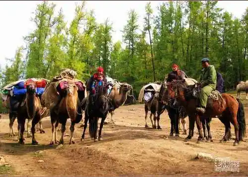 新疆旅游去沙漠看胡杨