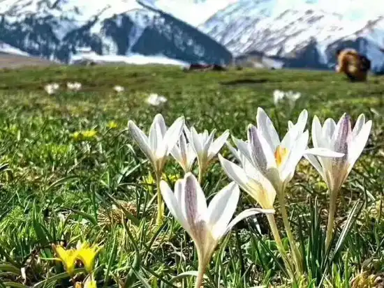 四月那拉提野百合