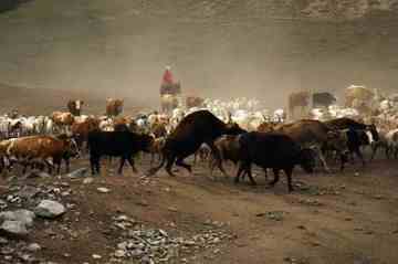 白哈巴西边的太阳落山岗,图二十二