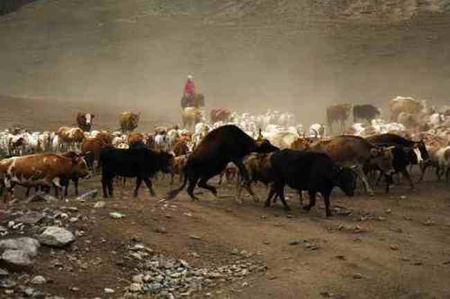 白哈巴西边的太阳落山岗,图二十二
