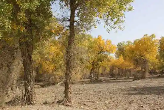 新疆南疆六日游之三