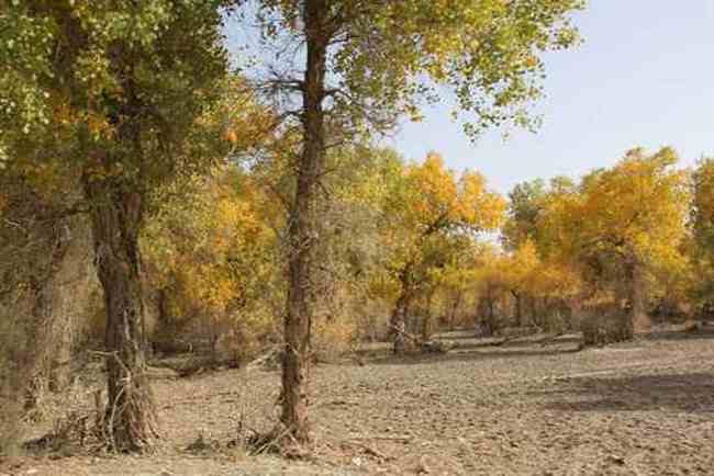 新疆南疆六日游之三,图三