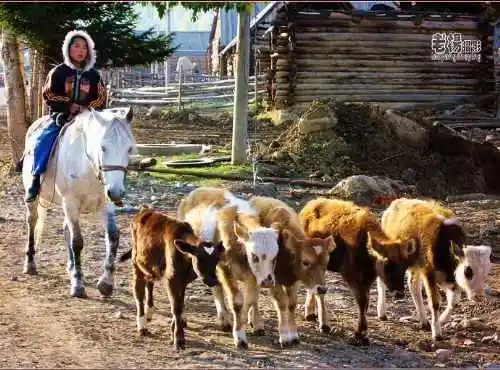 新疆旅游去沙漠看胡杨