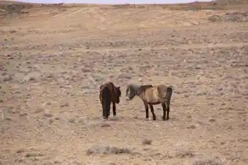 新疆自驾之旅三,图九