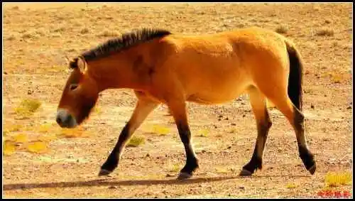 在戈壁滩与野马相遇拍野驴