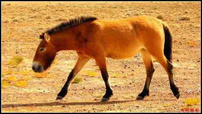 在戈壁滩与野马相遇拍野驴,图四