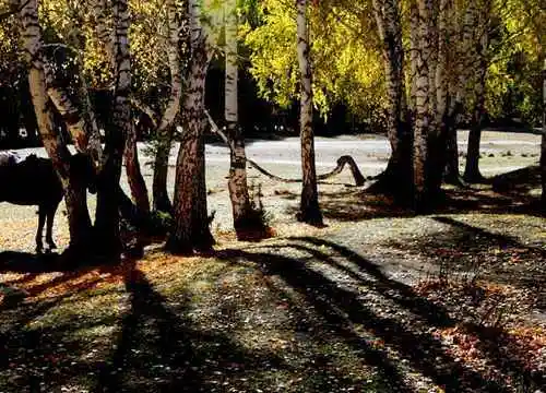 禾木图瓦最令人向往的古村