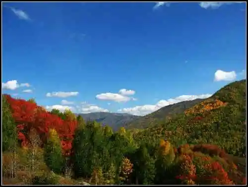 陶醉喀纳斯流连忘返——拾掇美丽