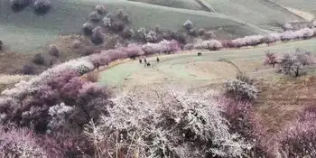 北疆伊犁吐尔根野杏花游