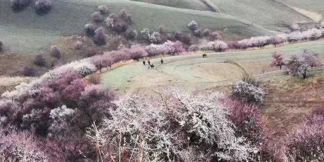 北疆伊犁吐尔根野杏花游