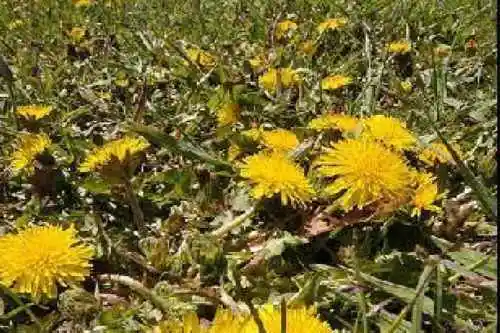 最想回忆的喀纳斯－红叶飘飞的日子