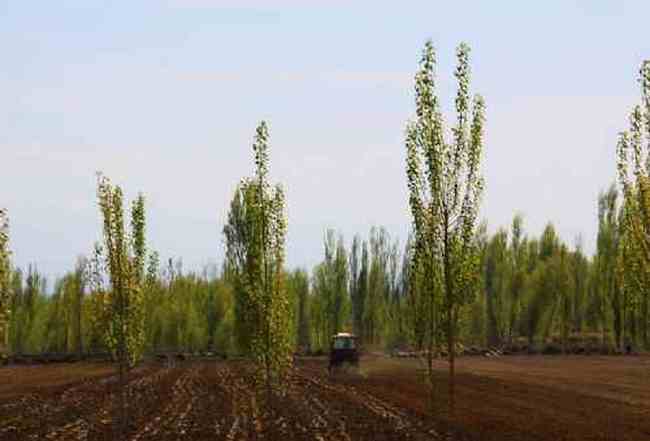 新疆自駕之旅,圖二十九