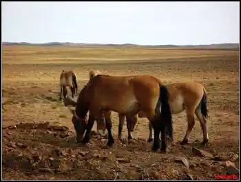 在戈壁滩与野马相遇拍野驴,图一