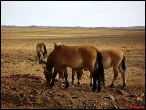 在戈壁滩与野马相遇拍野驴