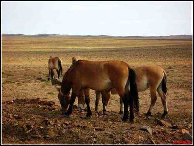 在戈壁滩与野马相遇拍野驴,图一