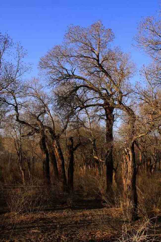 新疆自驾之旅1,图六