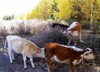 最令人向往的禾木村,图十四