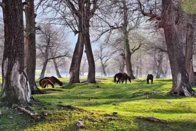 雨中自驾游伊犁河