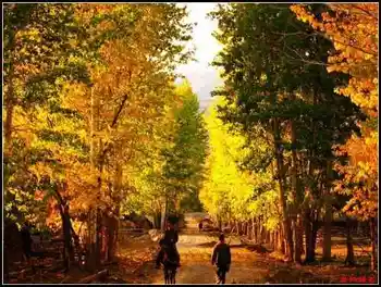 色彩斑斓的白桦之林,图二