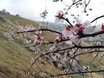 游吐尔根观杏花