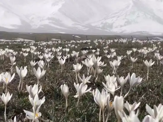 四月那拉提野百合