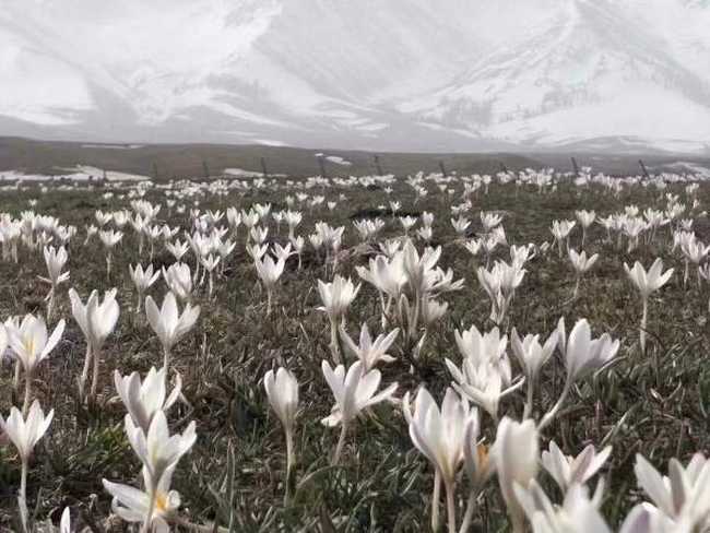 四月那拉提野百合