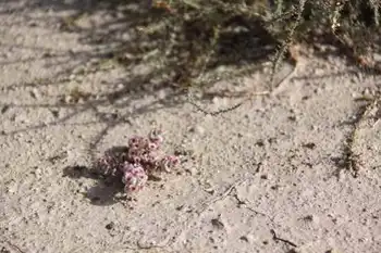 新疆旅游之南疆六日游（七）,图三