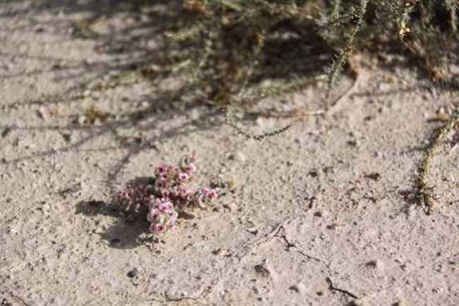 新疆旅游之南疆六日游（七）,图三