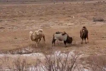 新疆自驾之旅三,图十