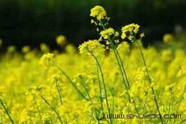 巧学油菜花的拍摄技巧,图七