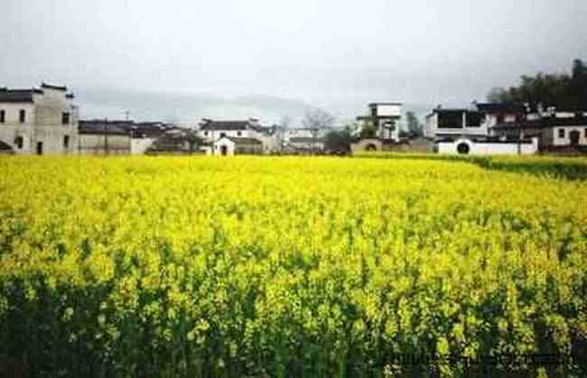 巧学油菜花的拍摄技巧,图二