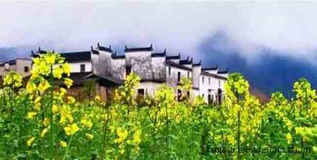 巧学油菜花的拍摄技巧,图三